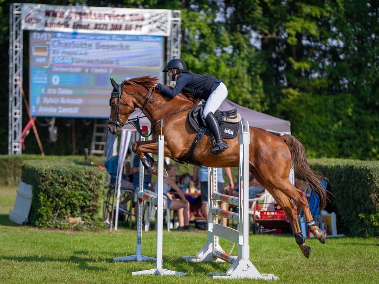 Caballo de salto Oldenburgo Caballo castrado 7 años 169 cm Alazán in Ziepel