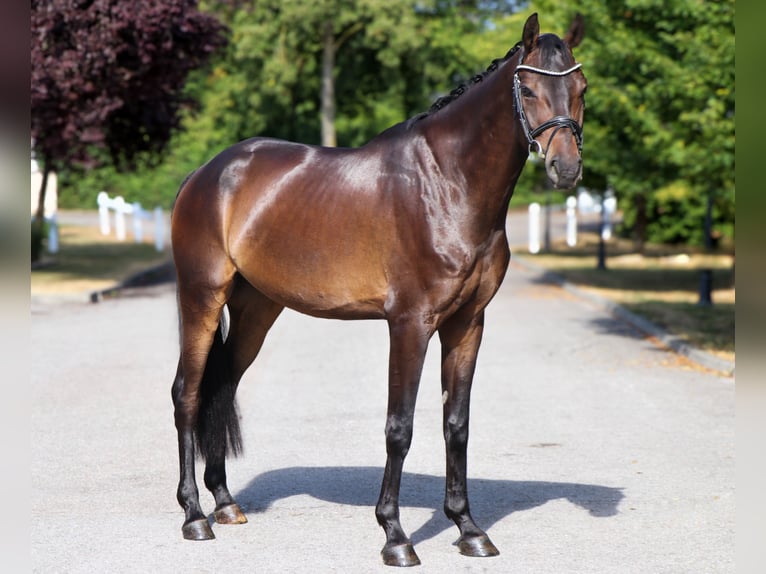 Caballo de salto Oldenburgo Caballo castrado 7 años 169 cm Morcillo in Schwäbisch Hall
