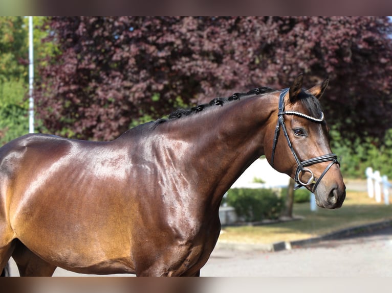 Caballo de salto Oldenburgo Caballo castrado 7 años 169 cm Morcillo in Schwäbisch Hall