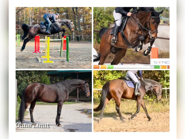 Caballo de salto Oldenburgo Caballo castrado 7 años 170 cm Castaño oscuro in Mladá Boleslav