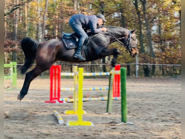 Caballo de salto Oldenburgo Caballo castrado 7 años 170 cm Castaño oscuro in Mladá Boleslav