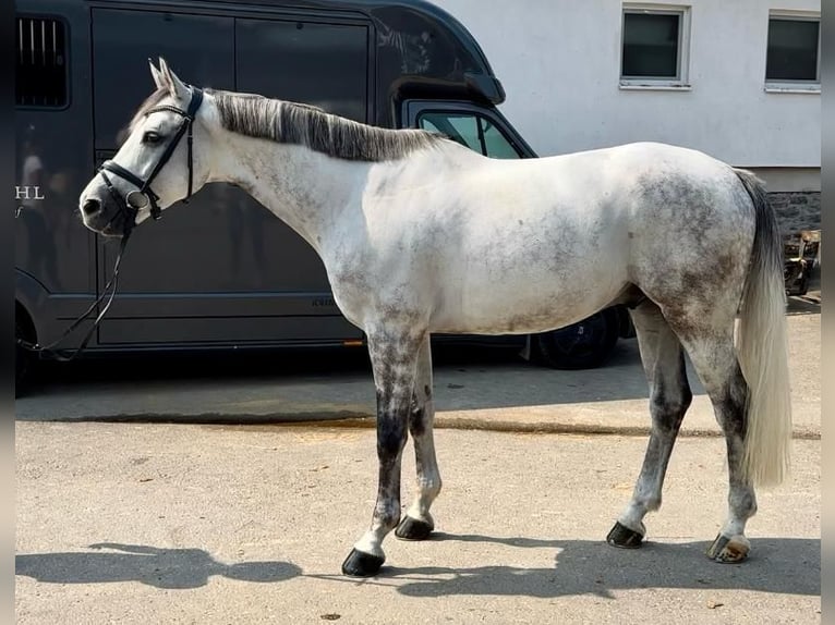 Caballo de salto Oldenburgo Caballo castrado 7 años 170 cm Tordo in Lindlar