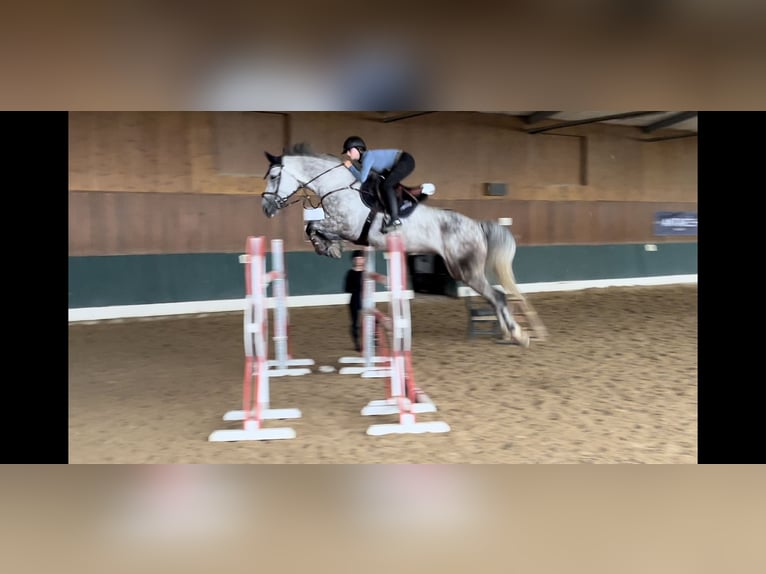 Caballo de salto Oldenburgo Caballo castrado 7 años 170 cm Tordo in Loßburg