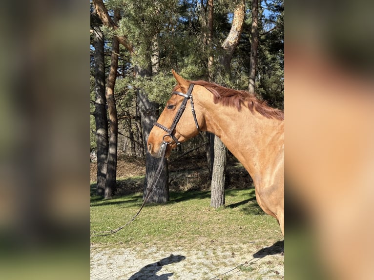 Caballo de salto Oldenburgo Caballo castrado 7 años 172 cm Alazán in GanzlinPlau am See