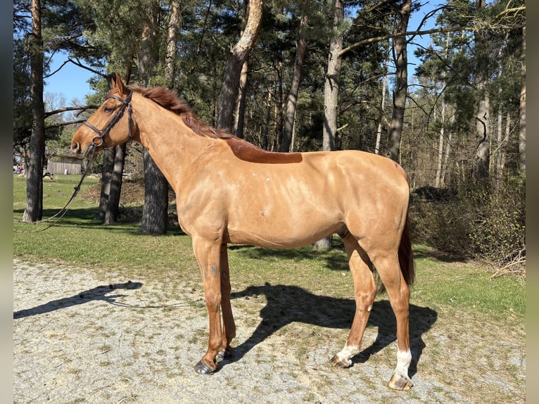 Caballo de salto Oldenburgo Caballo castrado 7 años 172 cm Alazán in GanzlinPlau am See