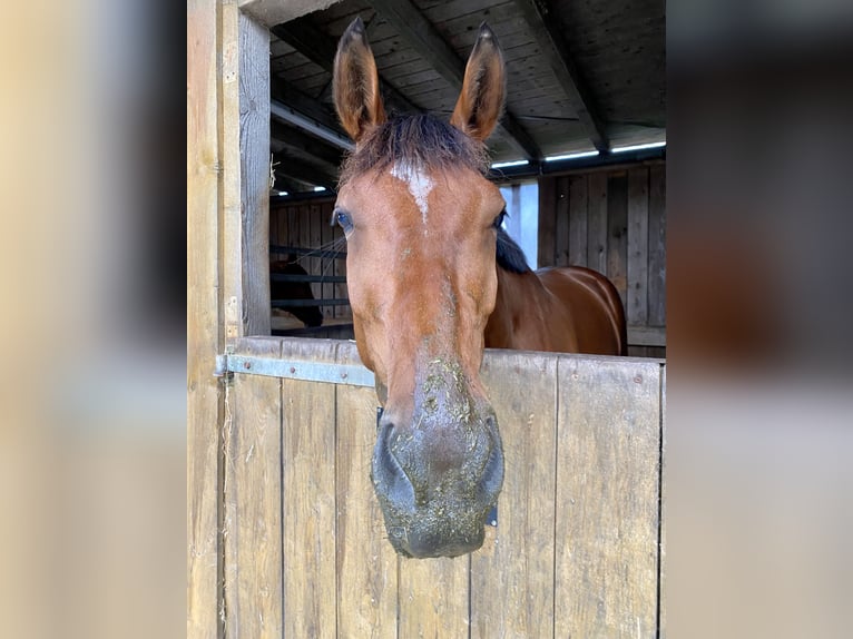 Caballo de salto Oldenburgo Caballo castrado 7 años 172 cm Castaño in Bad Orb