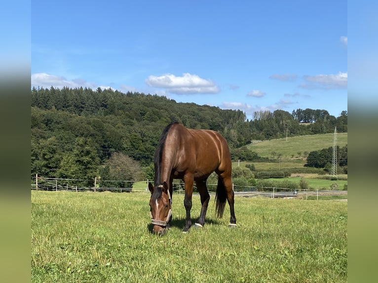 Caballo de salto Oldenburgo Caballo castrado 7 años 172 cm Castaño in Bad Orb