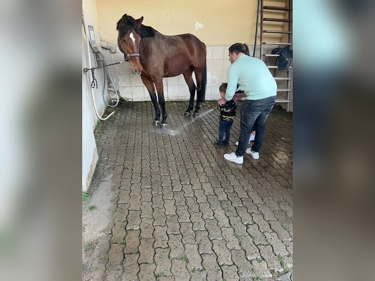 Caballo de salto Oldenburgo Caballo castrado 7 años 172 cm Castaño in Bad Orb