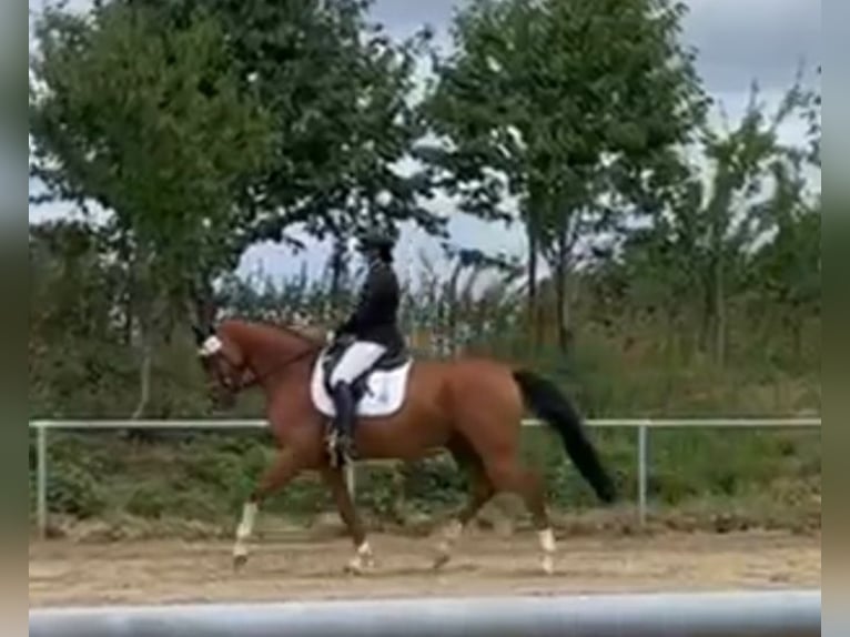 Caballo de salto Oldenburgo Caballo castrado 7 años 172 cm Castaño in Schwalmtal