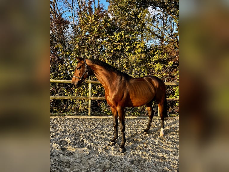 Caballo de salto Oldenburgo Caballo castrado 7 años 172 cm Castaño in Sendenhorst