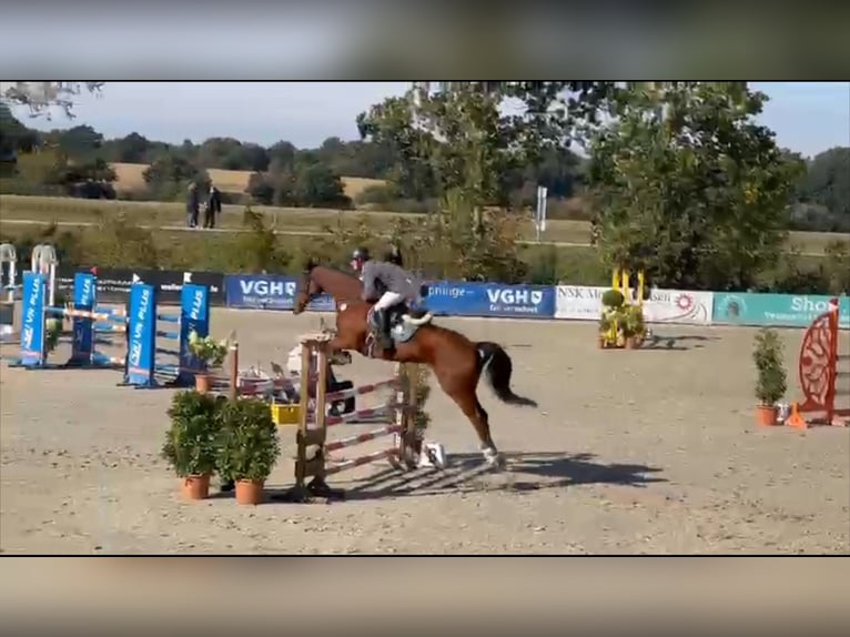 Caballo de salto Oldenburgo Caballo castrado 7 años 173 cm Castaño in Gadow