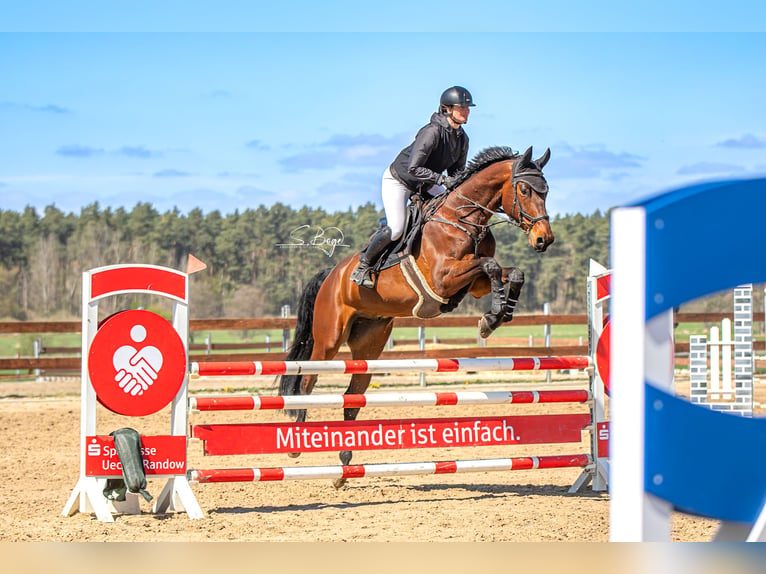 Caballo de salto Oldenburgo Caballo castrado 7 años 175 cm Castaño in Hohen Wangelin