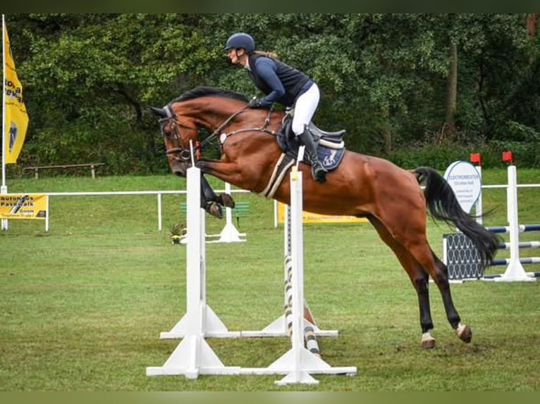 Caballo de salto Oldenburgo Caballo castrado 7 años 175 cm Castaño in Hohen Wangelin
