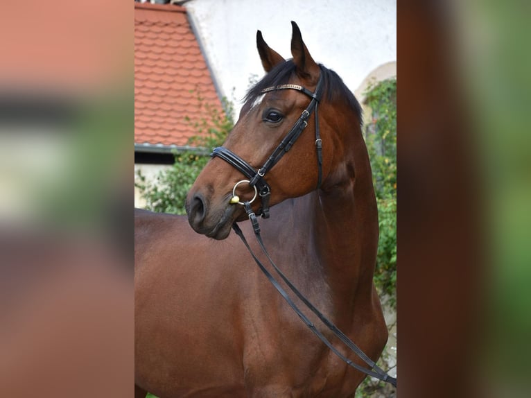 Caballo de salto Oldenburgo Caballo castrado 7 años 175 cm Castaño rojizo in Kościno