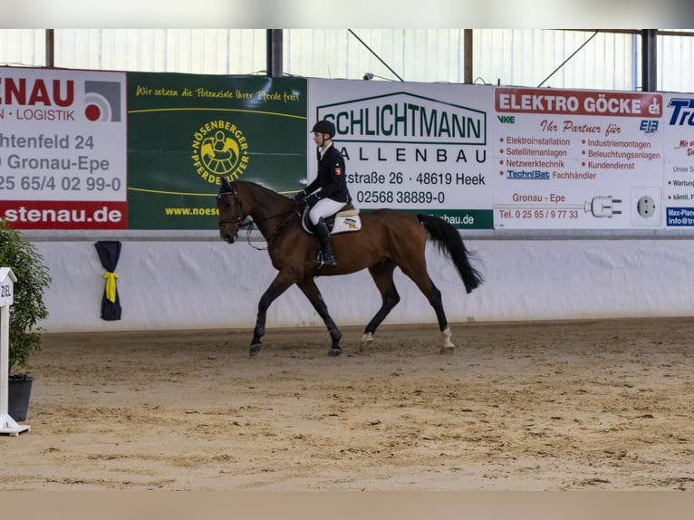 Caballo de salto Oldenburgo Caballo castrado 7 años 176 cm Castaño in Bad Bentheim