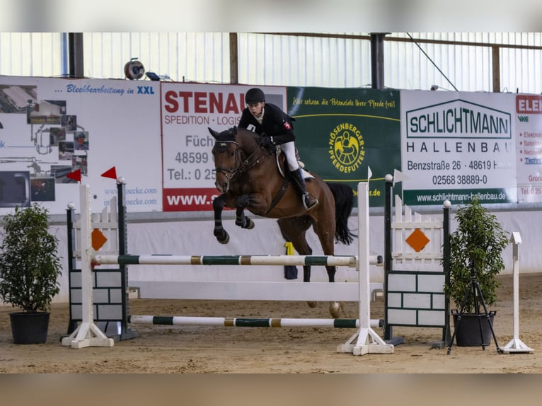 Caballo de salto Oldenburgo Caballo castrado 7 años 176 cm Castaño in Bad Bentheim