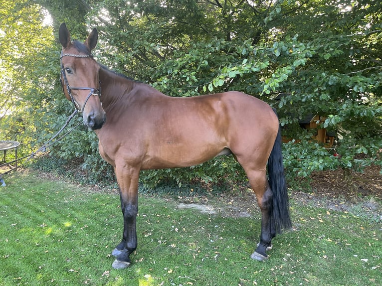 Caballo de salto Oldenburgo Caballo castrado 7 años 180 cm Castaño in Apen