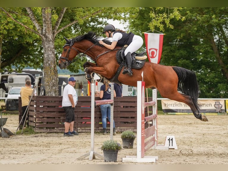 Caballo de salto Oldenburgo Caballo castrado 7 años 185 cm in Weiterstadt