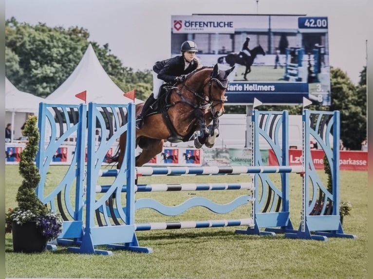 Caballo de salto Oldenburgo Caballo castrado 8 años 165 cm Castaño oscuro in Ganderkesee