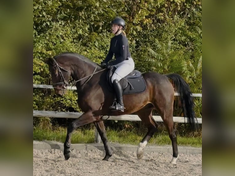 Caballo de salto Oldenburgo Caballo castrado 8 años 166 cm Castaño oscuro in Sottrum