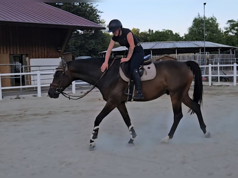 Caballo de salto Oldenburgo Caballo castrado 8 años 167 cm in Stra&#xDF; im Stra&#xDF;ertale