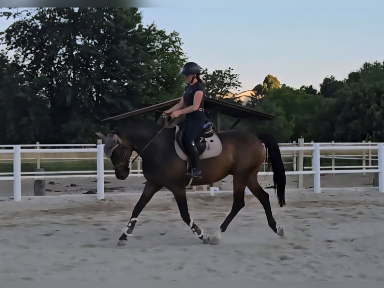 Caballo de salto Oldenburgo Caballo castrado 8 años 167 cm in Stra&#xDF; im Stra&#xDF;ertale