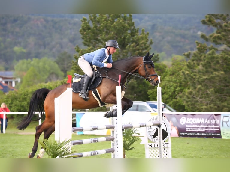 Caballo de salto Oldenburgo Caballo castrado 8 años 167 cm in Stra&#xDF; im Stra&#xDF;ertale