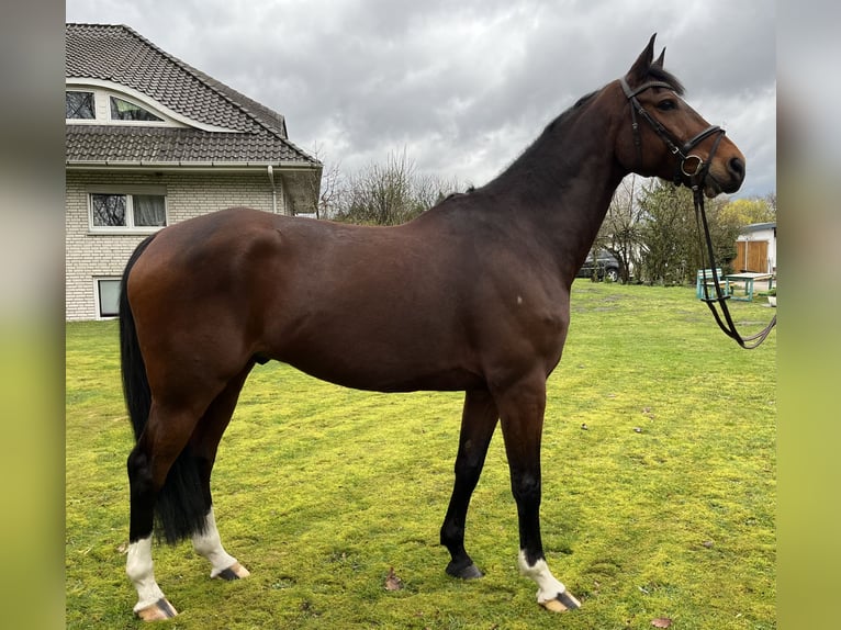 Caballo de salto Oldenburgo Caballo castrado 8 años 167 cm Castaño in Nienburg (Weser)