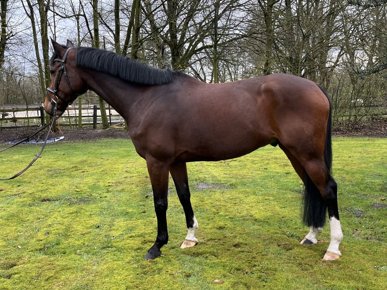 Caballo de salto Oldenburgo Caballo castrado 8 años 167 cm Castaño in Nienburg (Weser)