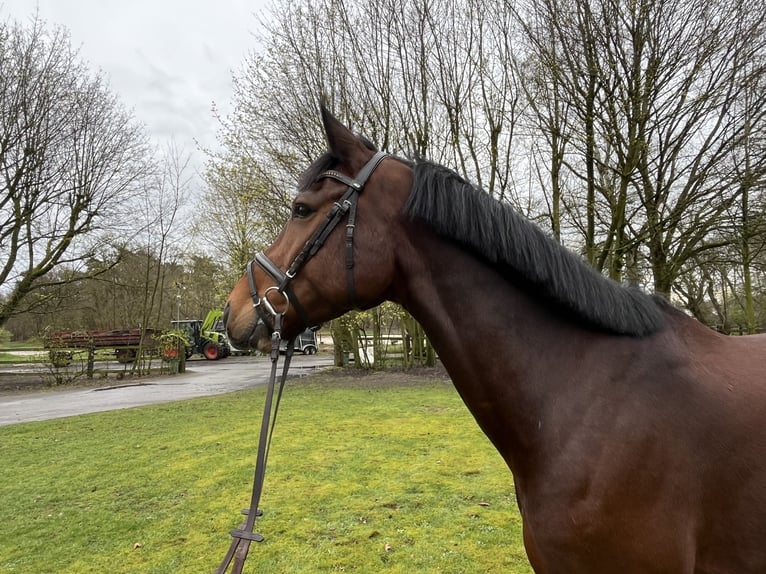 Caballo de salto Oldenburgo Caballo castrado 8 años 167 cm Castaño in Nienburg (Weser)