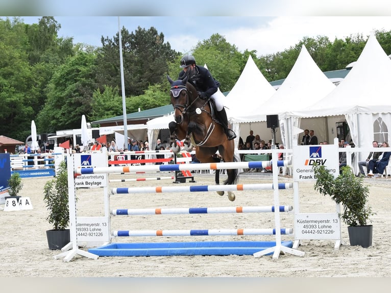Caballo de salto Oldenburgo Caballo castrado 8 años 167 cm Castaño in Essen (Oldenburg)