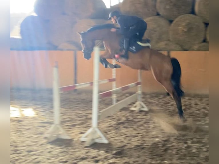 Caballo de salto Oldenburgo Caballo castrado 8 años 167 cm Castaño claro in PlothenSchleiz