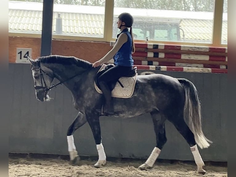 Caballo de salto Oldenburgo Caballo castrado 8 años 167 cm Tordo in Elmenhorst