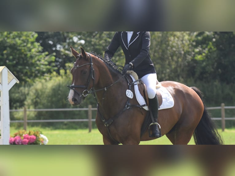 Caballo de salto Oldenburgo Caballo castrado 8 años 168 cm Castaño in Südbrookmerland Victorbur