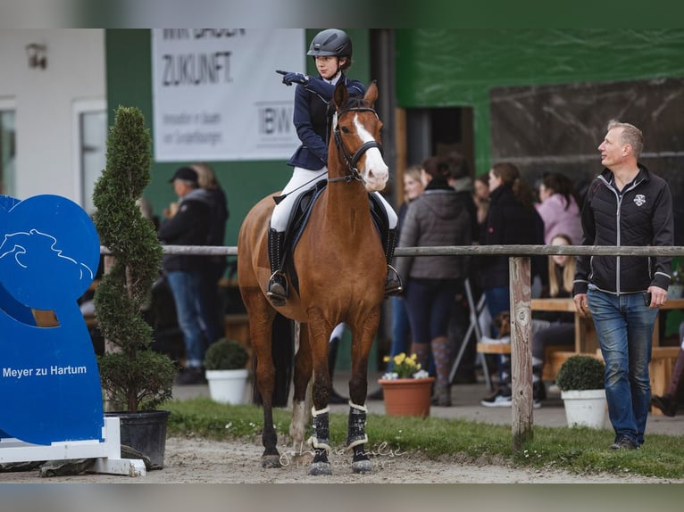 Caballo de salto Oldenburgo Caballo castrado 8 años 168 cm Castaño in Vlotho