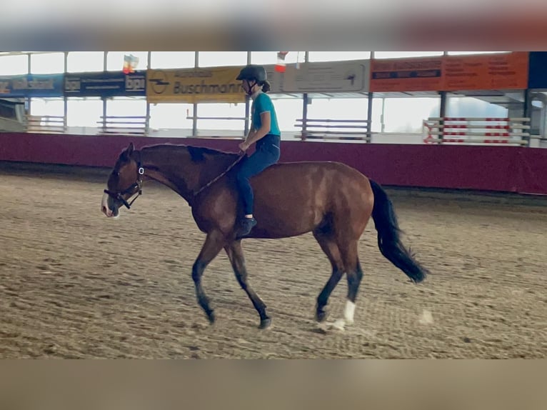 Caballo de salto Oldenburgo Caballo castrado 8 años 168 cm Castaño in Vlotho