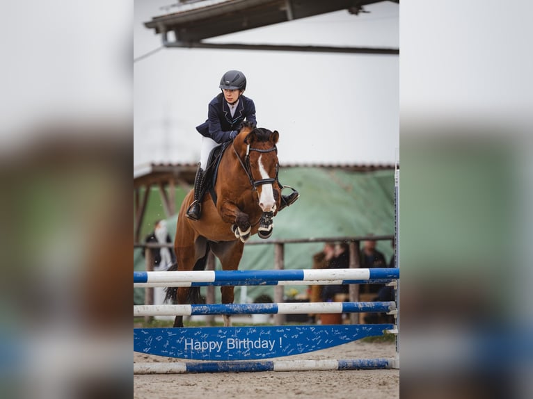 Caballo de salto Oldenburgo Caballo castrado 8 años 168 cm Castaño in Vlotho