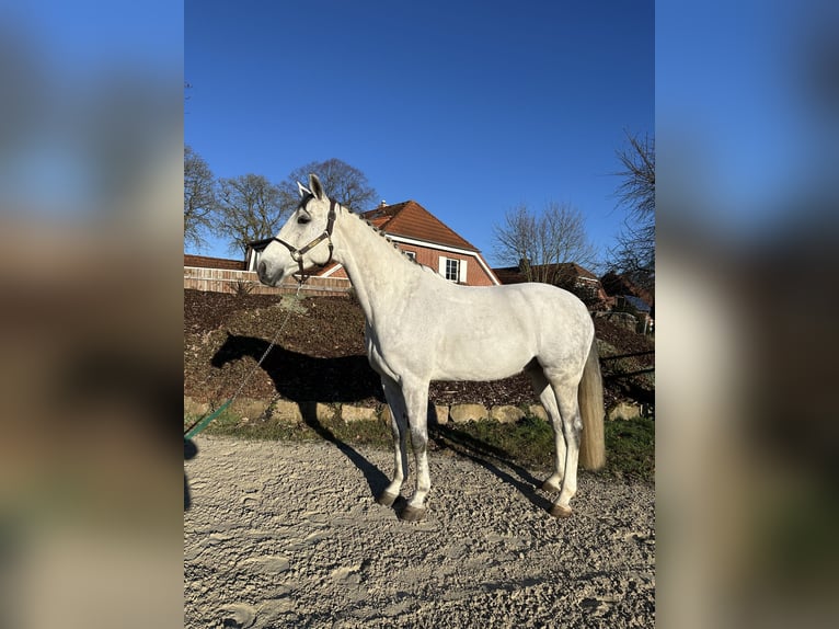 Caballo de salto Oldenburgo Caballo castrado 8 años 168 cm Tordo rodado in Wunstorf
