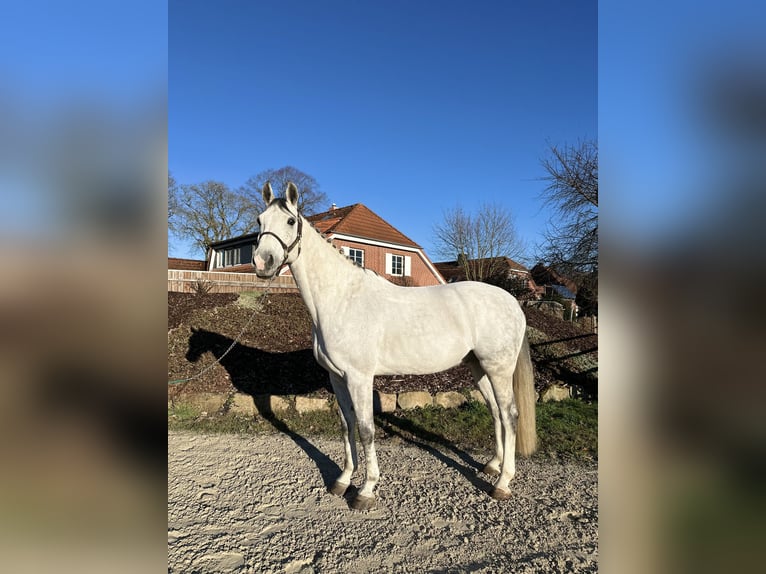 Caballo de salto Oldenburgo Caballo castrado 8 años 168 cm Tordo rodado in Wunstorf