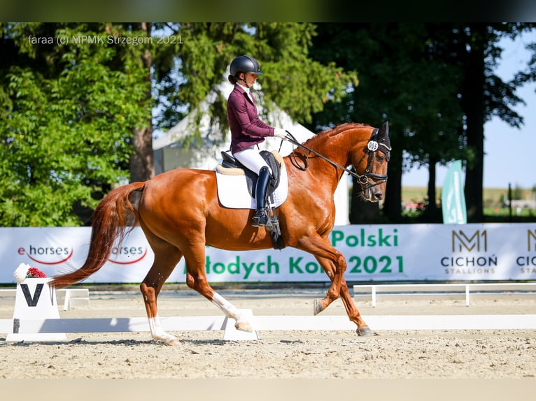 Caballo de salto Oldenburgo Caballo castrado 8 años 170 cm Alazán in WroninZakrzów