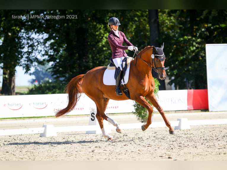 Caballo de salto Oldenburgo Caballo castrado 8 años 170 cm Alazán in WroninZakrzów