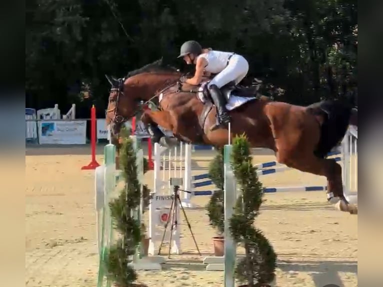 Caballo de salto Oldenburgo Caballo castrado 8 años 170 cm Castaño in Borgholzhausen