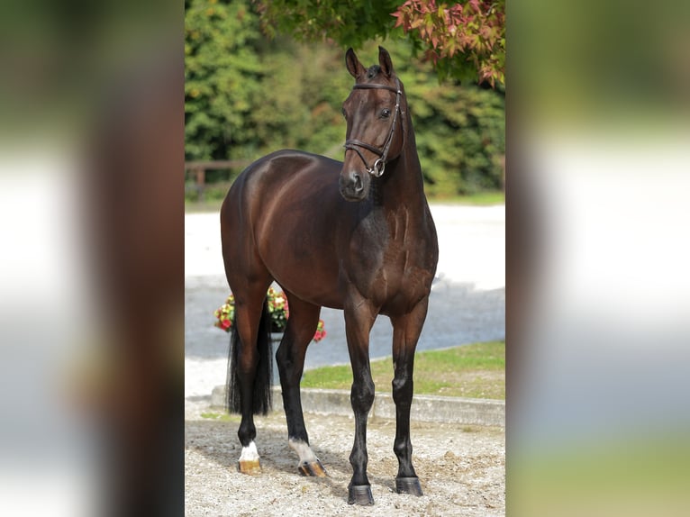 Caballo de salto Oldenburgo Caballo castrado 8 años 170 cm Castaño oscuro in Bad Bentheim