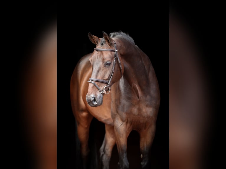 Caballo de salto Oldenburgo Caballo castrado 8 años 170 cm Castaño oscuro in Bad Bentheim