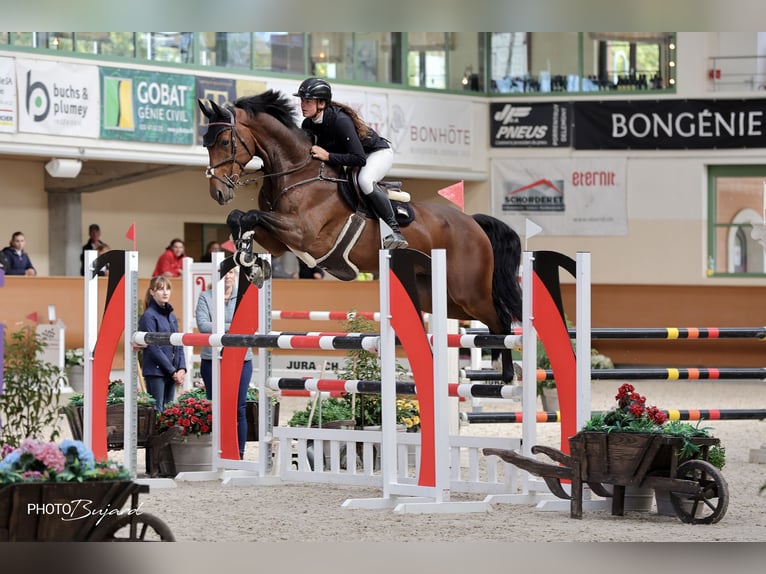 Caballo de salto Oldenburgo Caballo castrado 8 años 172 cm Castaño in Schlins