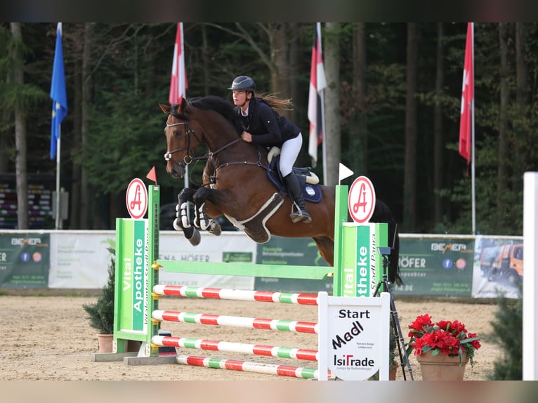 Caballo de salto Oldenburgo Caballo castrado 8 años 172 cm Castaño in Schlins