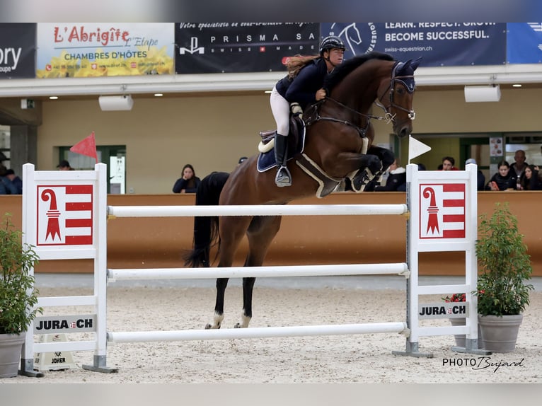 Caballo de salto Oldenburgo Caballo castrado 8 años 172 cm Castaño in Schlins