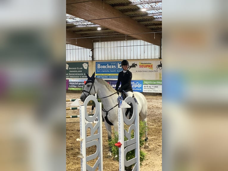 Caballo de salto Oldenburgo Caballo castrado 8 años 172 cm Tordo in WardenburgWardenburg