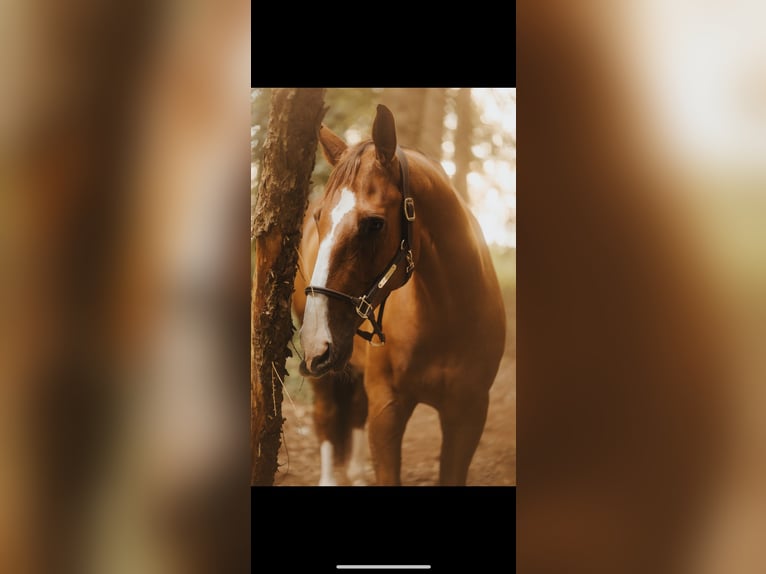 Caballo de salto Oldenburgo Caballo castrado 8 años 173 cm Alazán-tostado in Ankum Caballo de salto Oldenburgo Caballo castrado 8 años 173 cm Alazán-tostado in Ankum