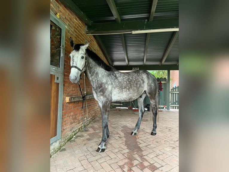 Caballo de salto Oldenburgo Caballo castrado 8 años 175 cm Tordo in Dickel